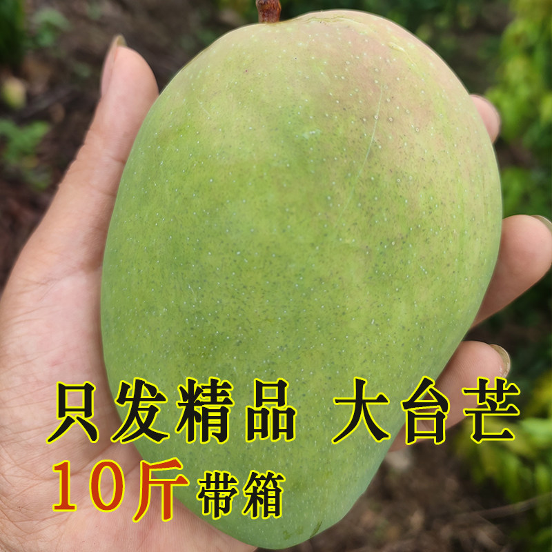精品大果大台农芒果新鲜10斤包邮带箱百色芒果送礼果特大海南台芒