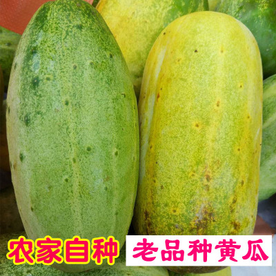 广西百色农家自种水果黄瓜新鲜5斤包邮土黄瓜特产旱地瓜老品种瓜