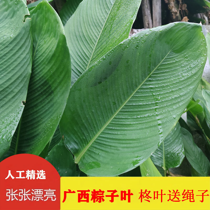 广西粽子叶新鲜大粽叶20张大叶柊叶免邮纯天然肇庆裹蒸粽