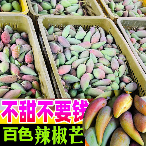 正宗广西白色辣椒芒树上熟水果当季新鲜芒果热带爆甜水果网红爆款