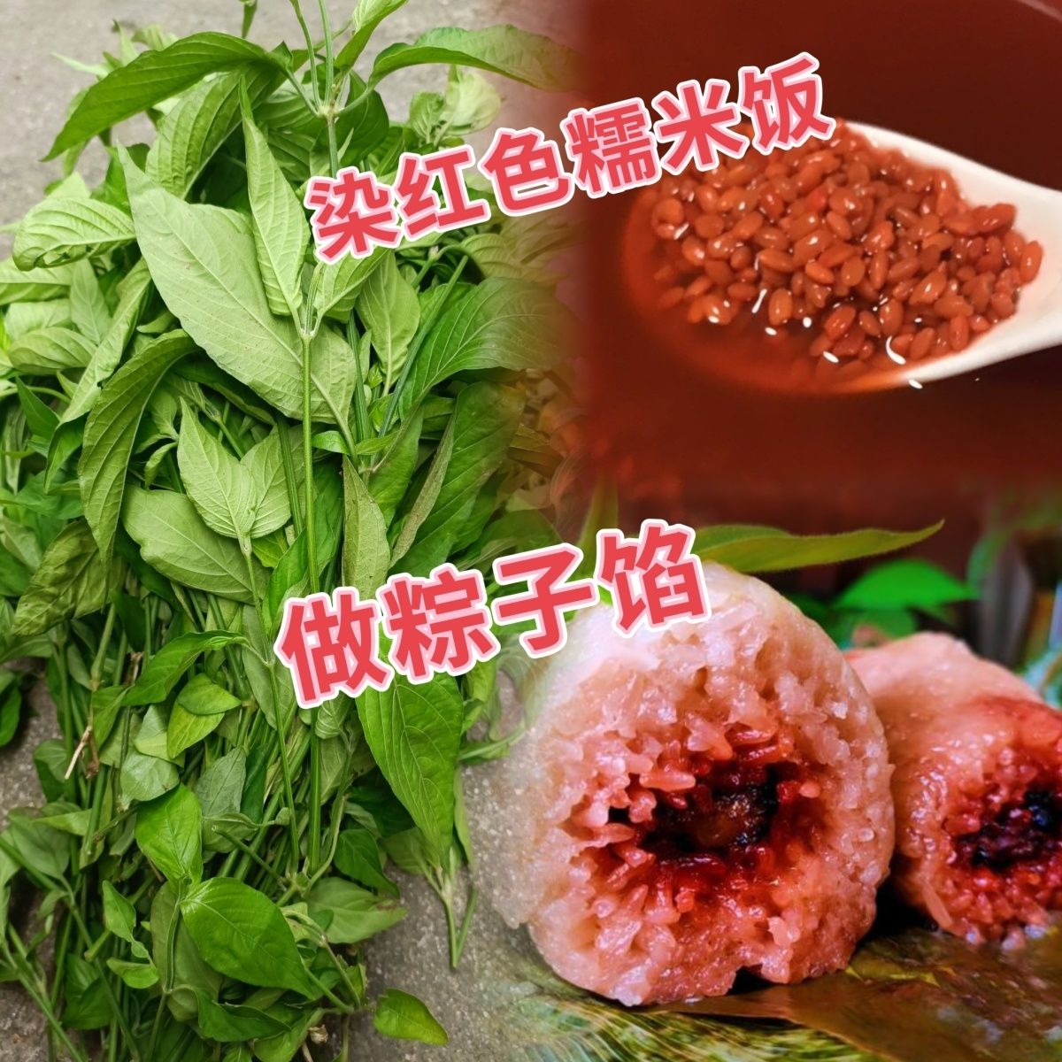 红蓝草新鲜红蓝叶子包粽子广西紫蓝草鲜草染色糯米饭染料生红蓝草