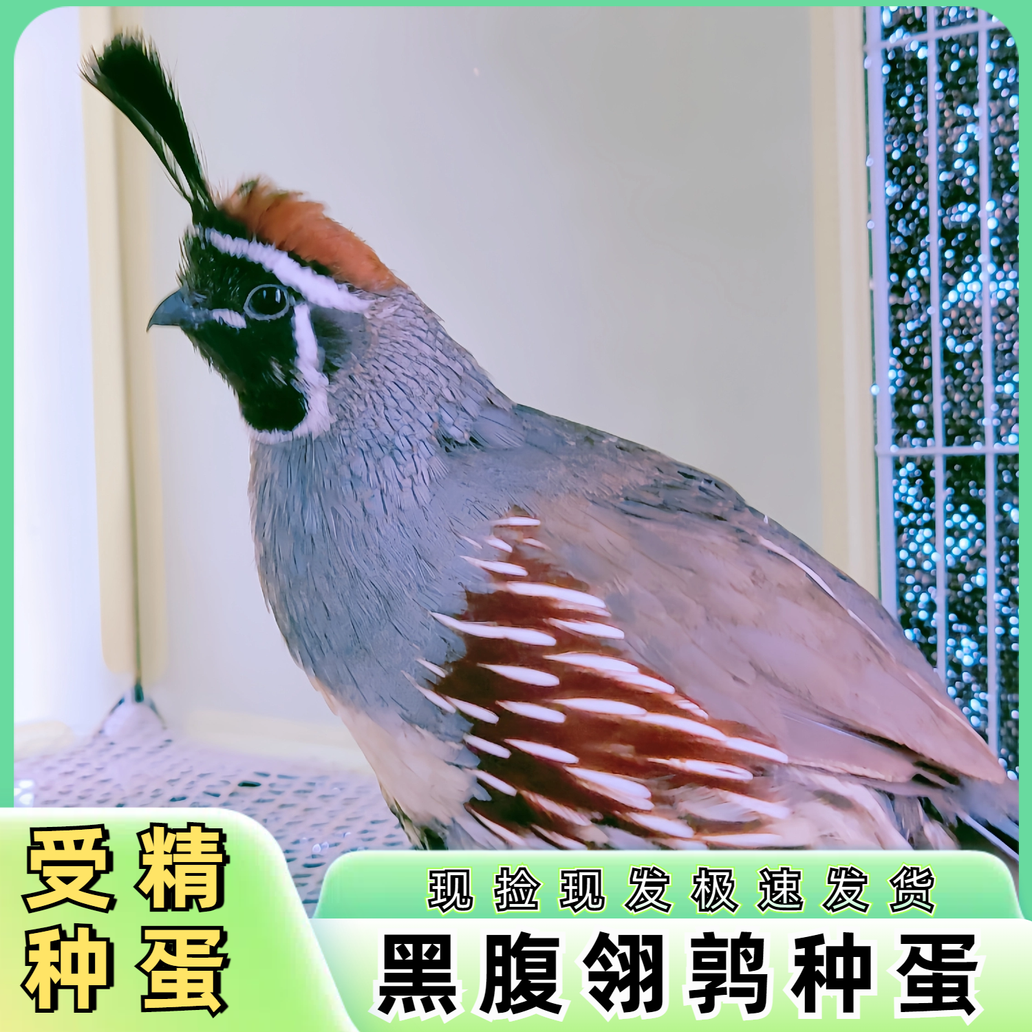 黑腹翎鹑受精种蛋可孵化现捡现发