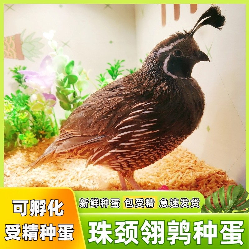 珠颈翎鹑种蛋观赏鸟黑腹翎鹑彩鹑天线宝宝进口鹌鹑可孵化受精种蛋