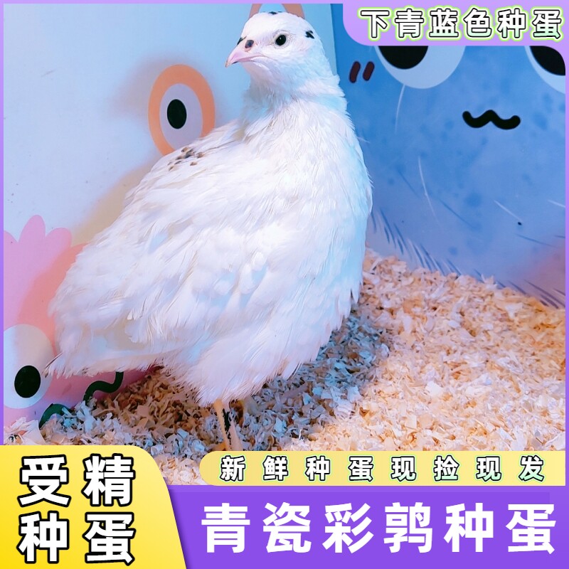 青瓷蓝蛋鹌鹑受精种蛋可孵化受精蛋家庭小宠物鸟彩鹑种蛋青蓝色蛋