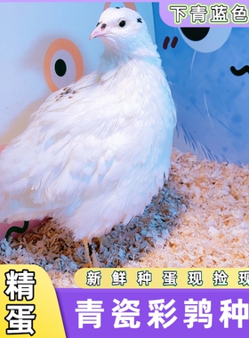 青瓷蓝蛋鹌鹑受精种蛋可孵化受精蛋家庭小宠物鸟彩鹑种蛋青蓝色蛋