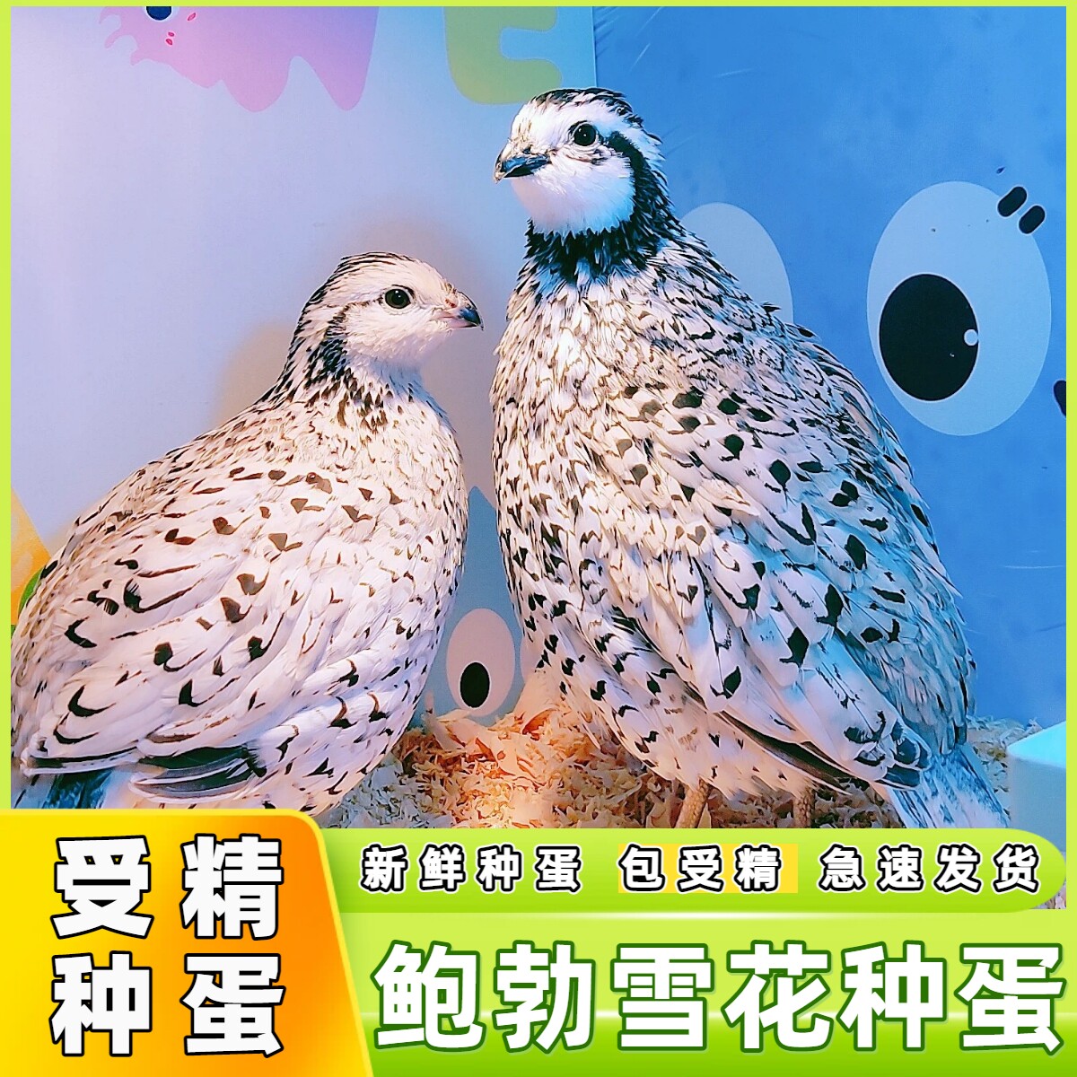纯种鲍勃雪花彩鹑种蛋受精可孵化