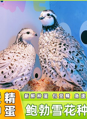 纯种鲍勃雪花彩鹑种蛋受精可孵化