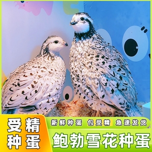 鲍勃雪花种蛋观赏鸟进口纯种彩鹑可孵化受精蛋家庭小宠物鹌鹑种蛋