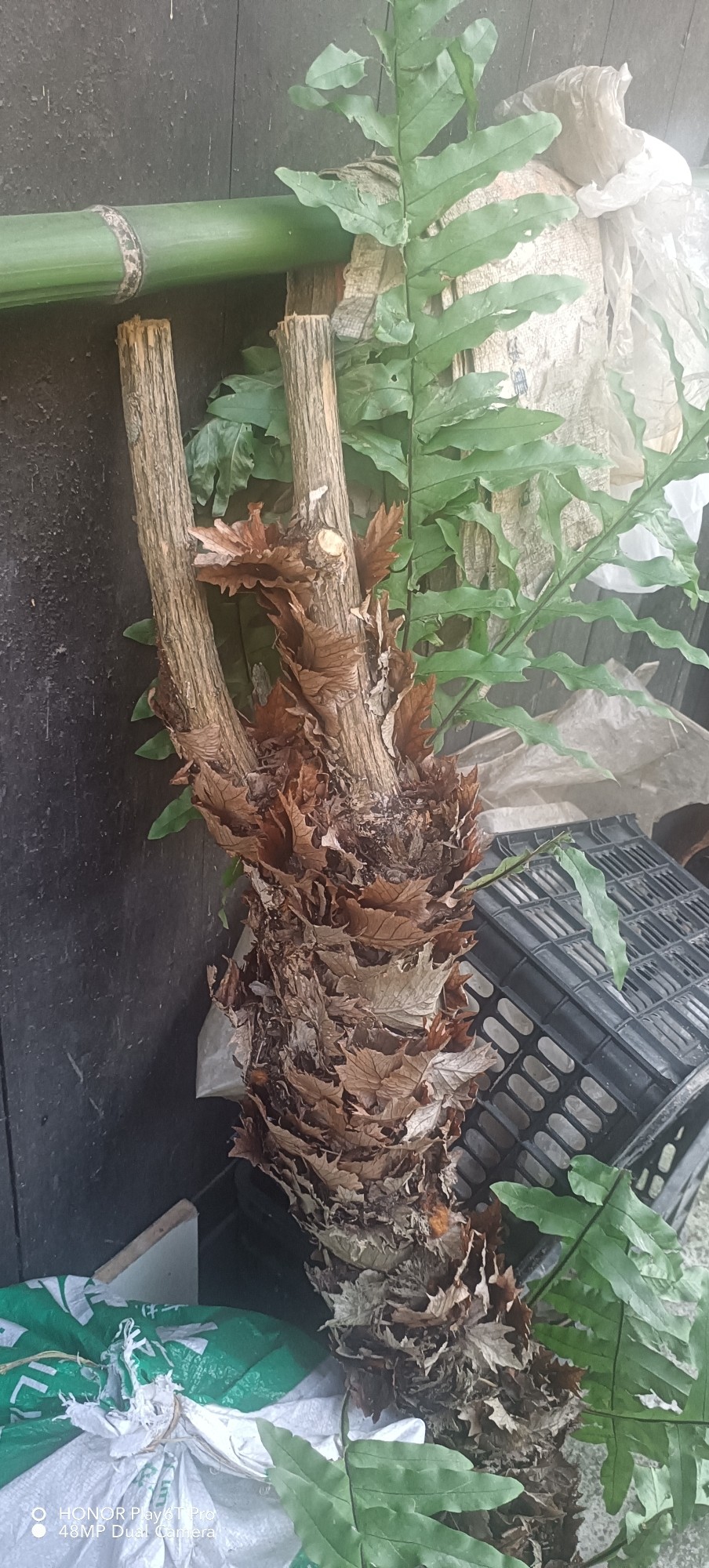 贵州大山中草药骨碎补爬岩姜毛猴姜泡酒食补深山现摘现发一斤包邮