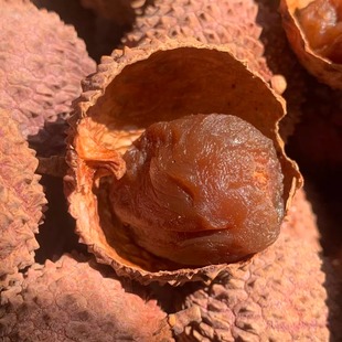 25年新货广西特产桂味荔枝干小核肉厚妃子笑糯米糍黑叶500g包邮