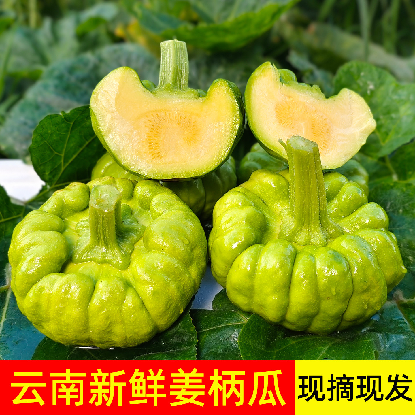 云南姜柄瓜新鲜小麦瓜现摘现发