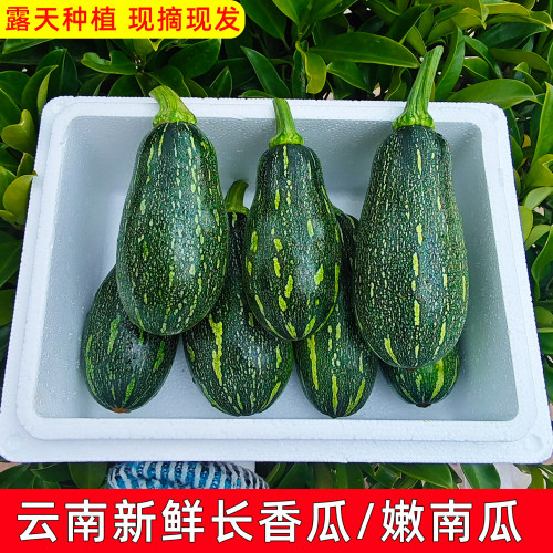 云南农家当季现摘长香瓜嫩南瓜