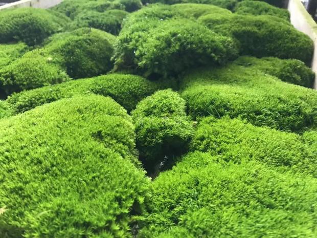 永生苔藓植物墙白发藓装饰画仿真永生花苔藓趣味绿色青苔盆景造景