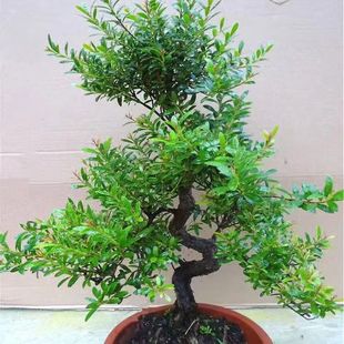 名贵小叶赤楠盆景S型瓜子红芽赤楠老桩提根新中式室内外常青绿植