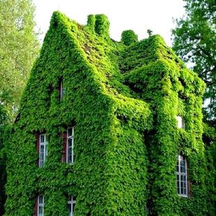 爬藤植物人气爬山虎 美国地锦 小叶扶芳藤苗四季常青爬墙盆栽花卉