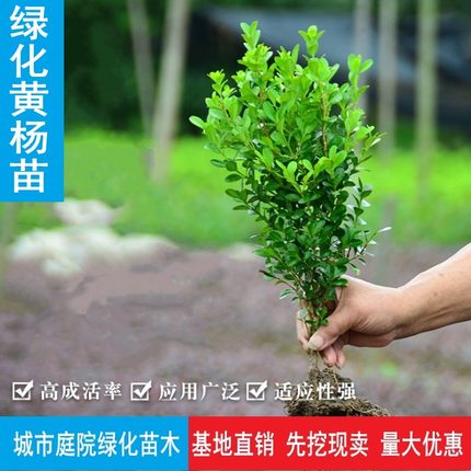 围墙名贵植物小叶黄杨树苗球瓜子树桩盆景盆栽庭院耐阴寒绿篱花卉