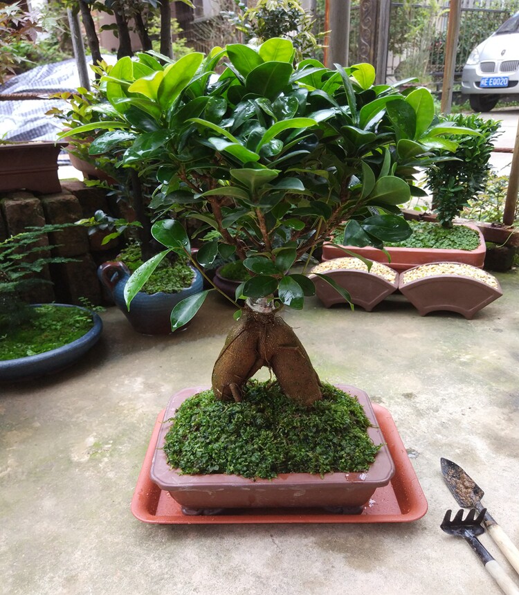 人参榕树盆景小叶榕四季常青榕树造型树桩盆景苗室内禅意盆栽绿植
