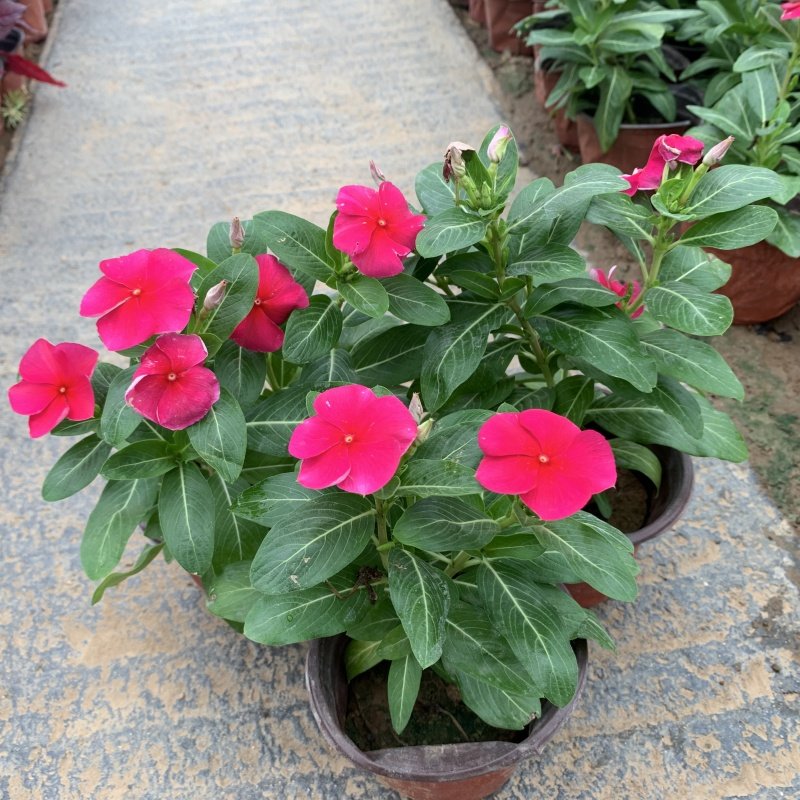 天天开的长春花盆栽日日春花苗带花苞阳台五叶梅开花观花植物