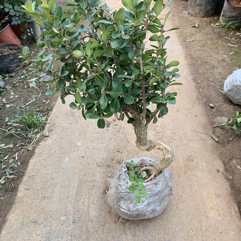 黄杨盆景树桩实物包邮 微型小品瓜子黄杨树桩造型盆景小叶黄杨