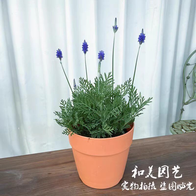 羽叶薰衣草盆栽香草植物花苗带花室内阳台花卉普罗旺斯耐寒耐热
