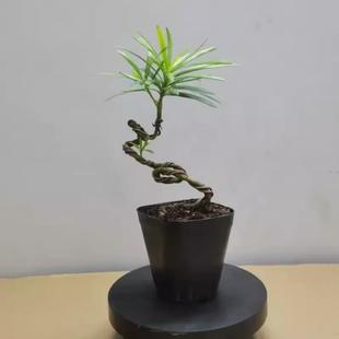 罗汉松盆栽室内迷你小盆景桌面常青植物文人造型松树老桩苗小植物