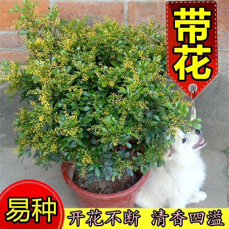 米兰花苗盆栽花卉阳台观花喜阳植物净化空气四季绿植盆景开花不断