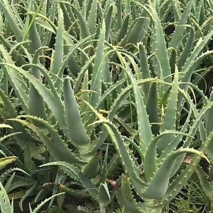 日本木立芦荟植物盆栽龙爪菊木剑芦荟盆栽食用药用芦荟鲜叶片美容