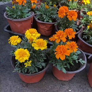 孔雀草菊花万寿菊盆栽阳台庭院工程绿化好养四季绿植臭芙蓉带花苞
