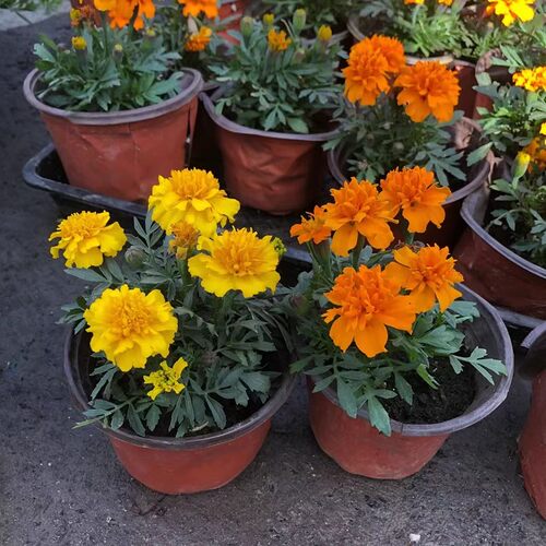 孔雀草菊花万寿菊盆栽阳台庭院工程绿化好养四季绿植臭芙蓉带花苞