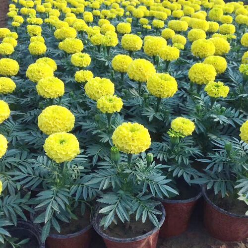 一串红花苗孔雀草万寿菊盆栽鸡冠花彩叶草花卉牵牛花绿植美女樱