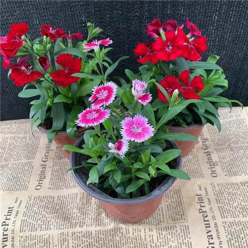 五彩石竹盆栽带花苞四季浇水