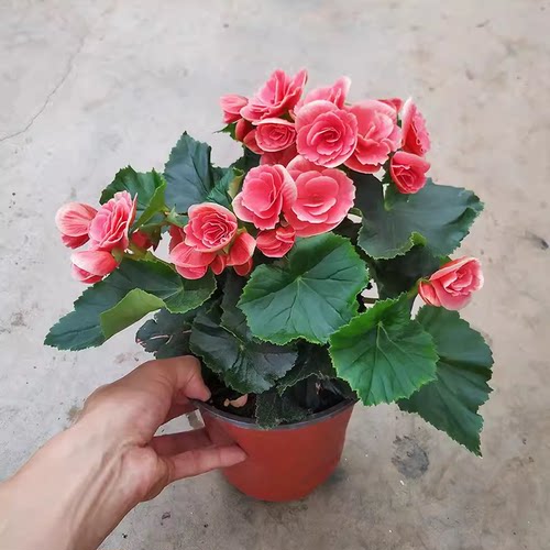 重瓣丽格海棠花盆栽带花苞四季好养植物花卉多色四季玫瑰海棠花苗
