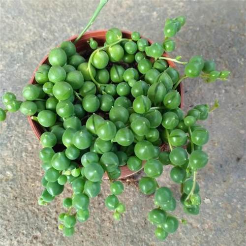 精品多肉佛珠吊兰盆栽绿色植物垂吊绿植盆栽紫玄月情人泪珍珠吊兰