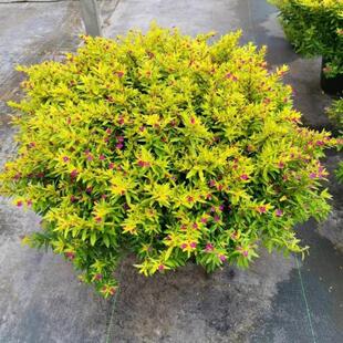 金叶紫花满天星盆栽庭院阳台不断开花绿植耐寒好养金叶满天星盆栽