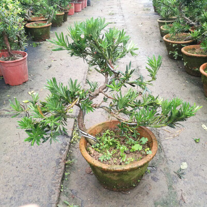 原生小叶雀舌罗汉松盆景树苗悬崖式 造型树桩盆景 四季常青带原土