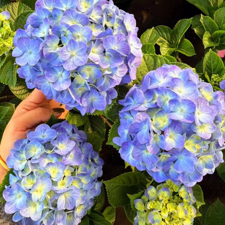 大盆成品绣球花盆栽带花苞客厅绿植耐寒植物绣球无尽夏八仙花蓝色