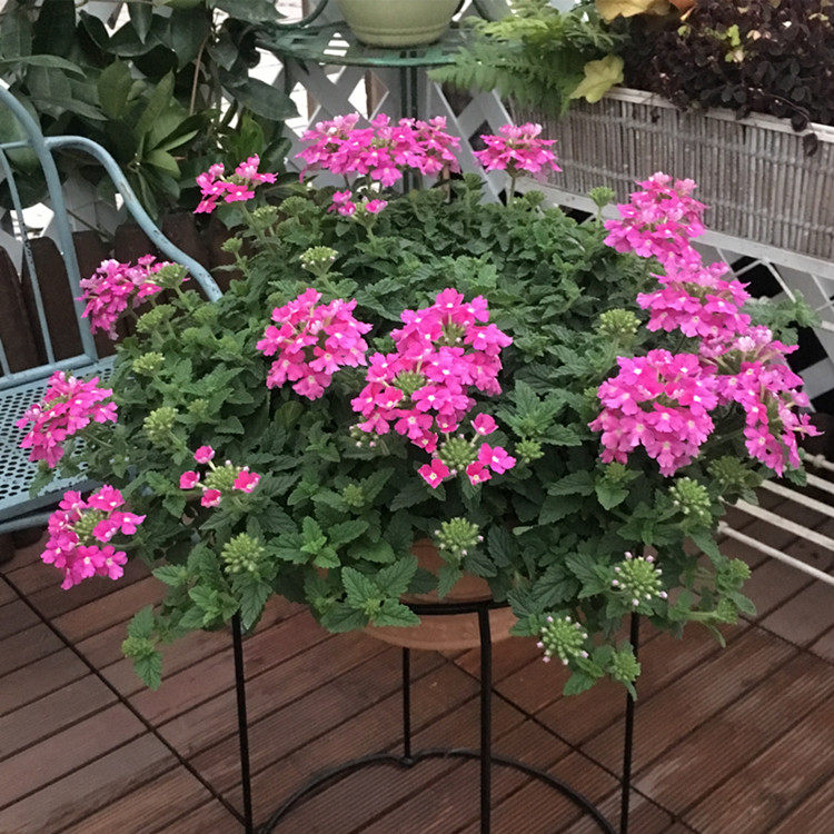 美女樱苗盆栽花苗带花苞四季种易活阳台室内好养花卉带花发货包邮