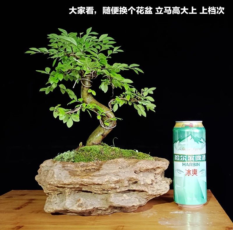老桩小叶榆树造型盆景懒人绿植盆栽室内书房桌面好养小叶榔榆提根,鲜花速递/花卉仿真/绿植园艺,造型盆景,淘宝优惠券,粉丝福利购,淘宝优惠卷