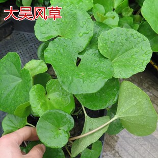 大叶吴风草盆栽四季常绿耐阴吴凤草耐热寒庭院观叶多年生花镜植物