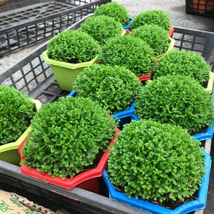 珊瑚蕨绿地球绿植盆栽植物翠云草幸福草情人草办公室桌面迷你盆景