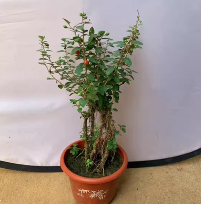 枸杞盆景挂果红枸杞树苗