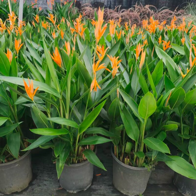 彩虹小鸟蕉富贵鸟盆栽天堂鸟夏季阳台庭院多年生花卉植物好养易活
