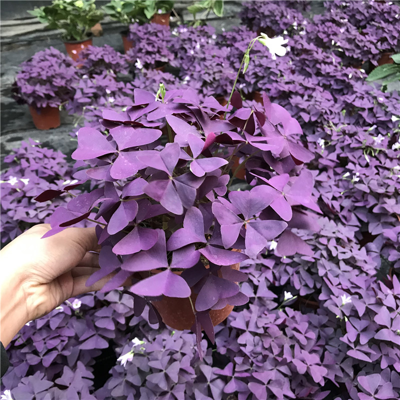 紫花幸运草盆栽红花三叶草紫叶酢浆草四季紫蝴蝶室内花卉苗带土盆