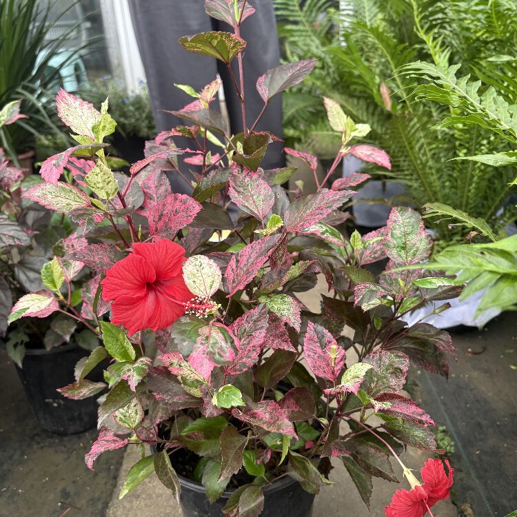 花叶木槿扶桑盆栽花苗花叶朱槿绿植庭院阳台观花大花耐寒花镜植物
