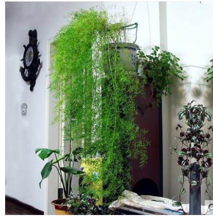 四季长青天门冬盆栽 武竹丝 龙须球植物绿植阳台垂吊花卉药材花苗