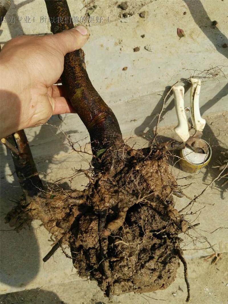 练手桩 5年生光皮木瓜树桩花梨盆景桩 观果盆景木瓜桩易成活