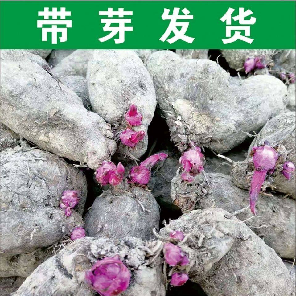赣南紫山药种子带芽发货江西赣州紫山药紫薯大薯毛薯紫脚板薯种子