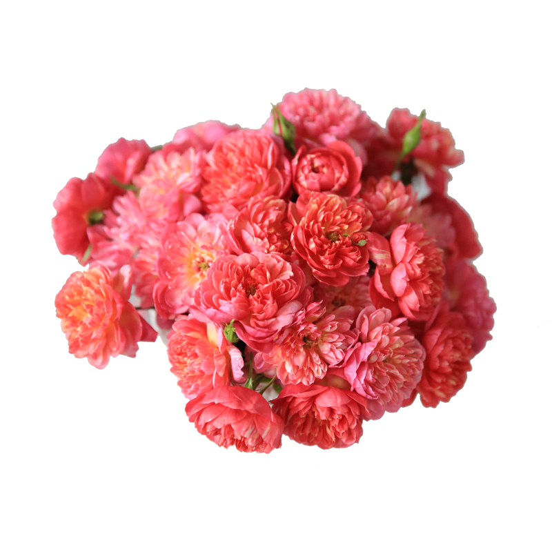 阳台带花精品超微月季躲躲藏藏捉迷藏月季轻香丰花勤花小苗