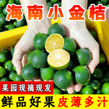 海南小金桔新鲜青金桔小青柠水果奶茶店专用青柑鲜果金橘青橘柠檬
