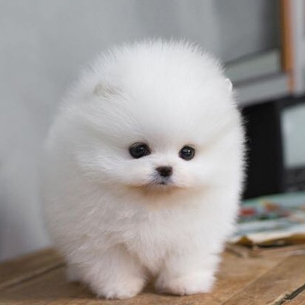 领养纯种白博美幼犬茶杯犬小型可爱迷你长不n大活体俊介犬宠物狗